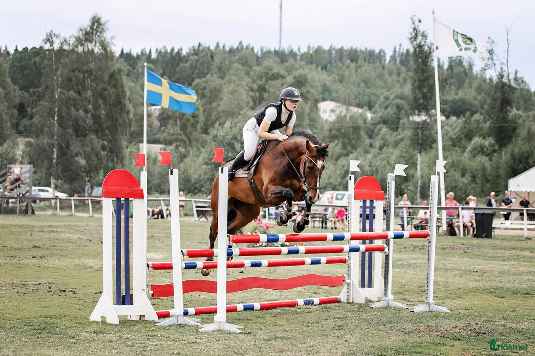 Hoppning hästar till salu: Häftigt sto, säljes som projekt - Annons 1