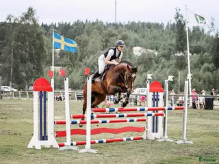 hästar Häftigt sto, säljes som projekt - Annons 1