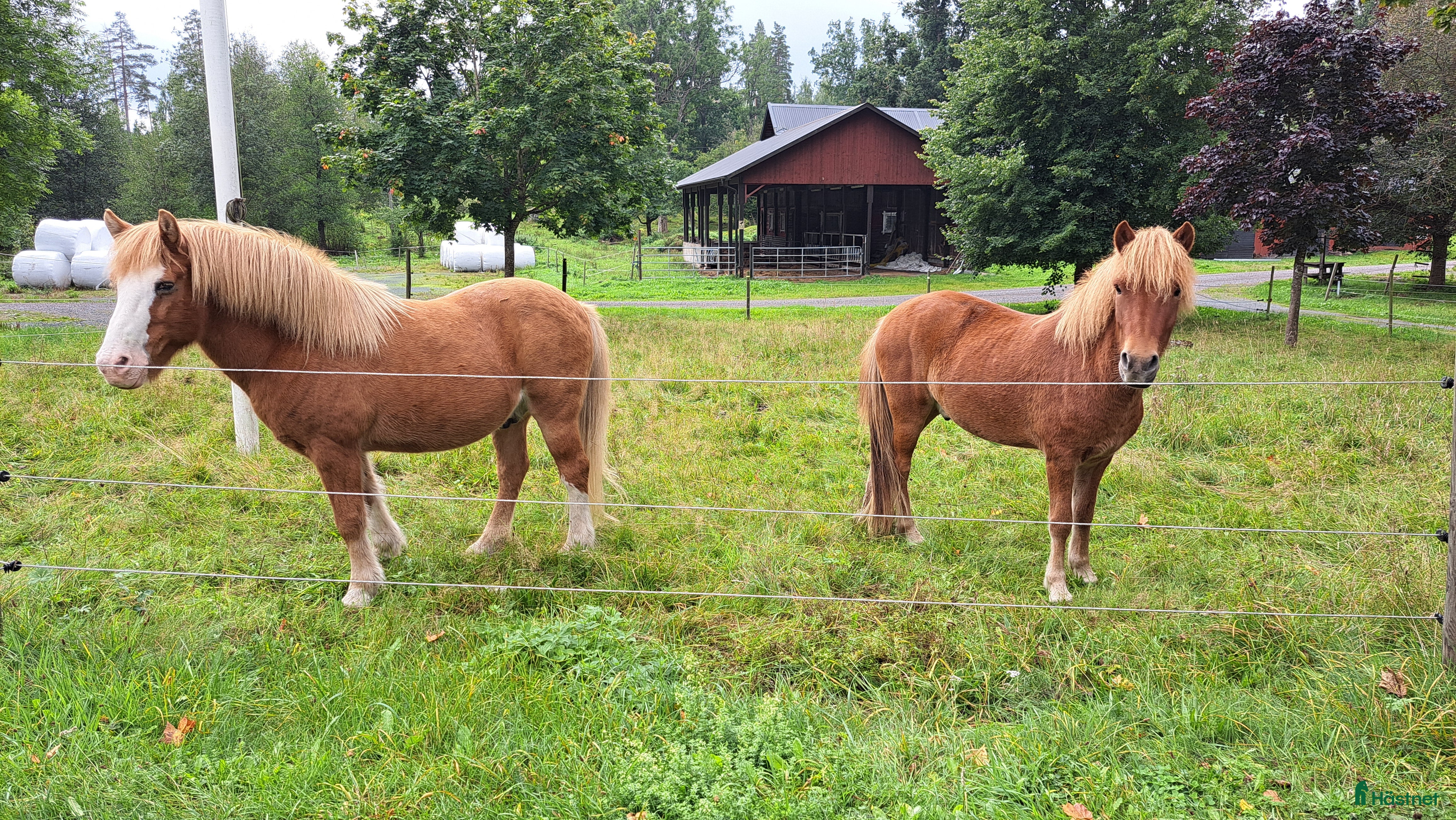  hästar Skogsmulle Tyr och framtidsämne Teitur. i Åseda - Annons 9