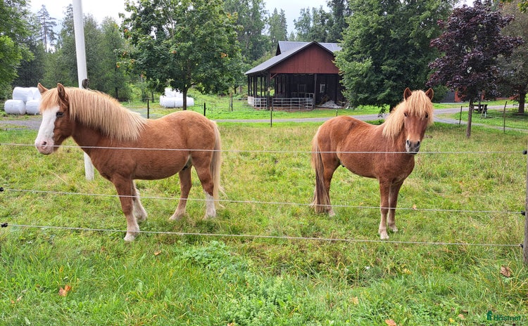  hästar i Åseda - Annons 16
