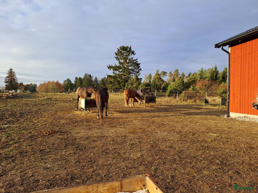  stallplats finnes: Lösdrift Häst - ung som gammal - blandflock i Bro - Annons 1