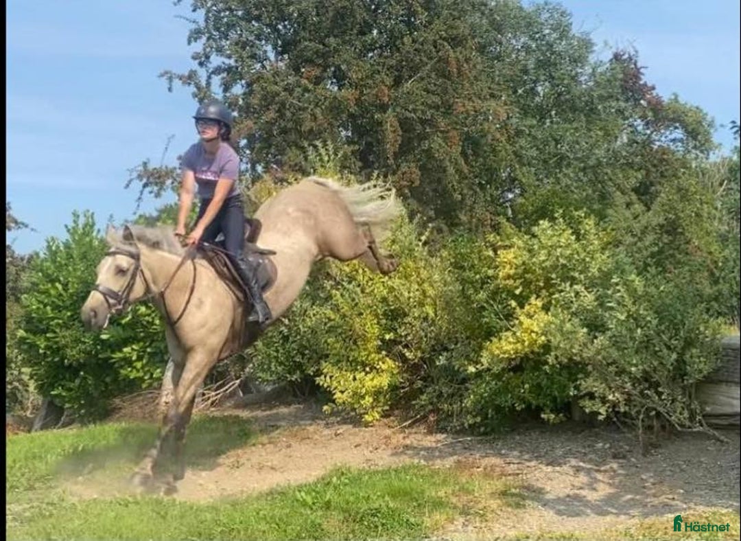 Hoppning hästar till salu: 5 year old with potential for the highest classes i Stockholm-Arlanda - Annons 13