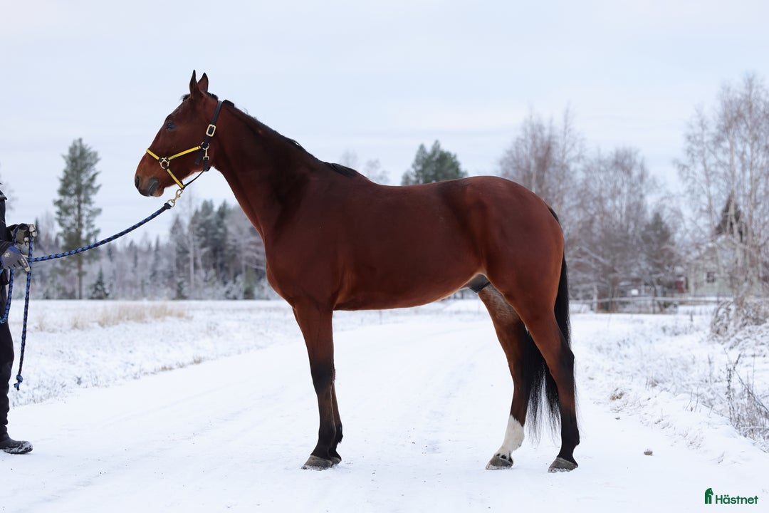 Trav hästar till salu: Starthäst i Piteå - Annons 4