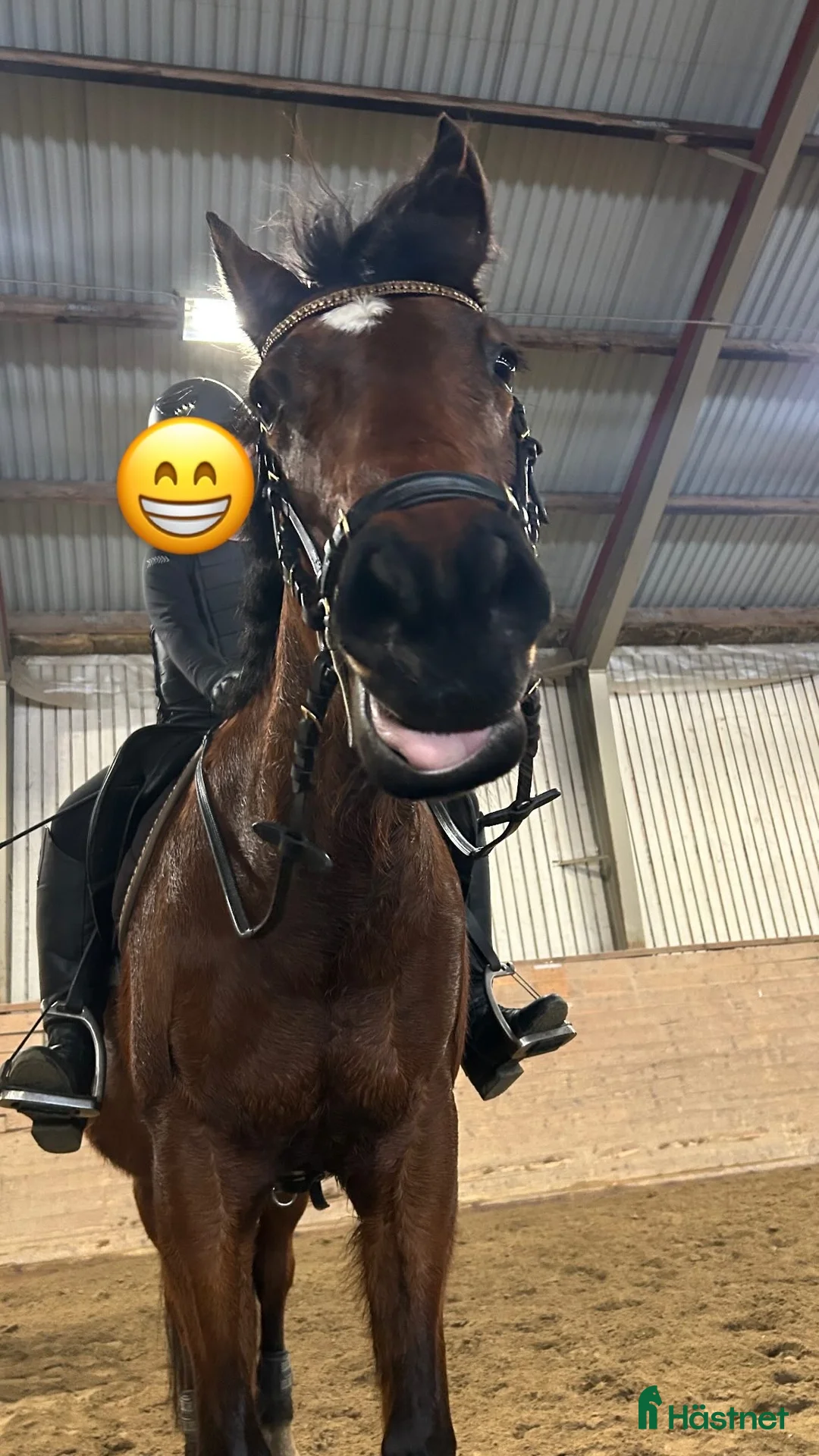  foderhäst sökes: ”Sommarhäst” sökes  i Svenshögen - Annons 1