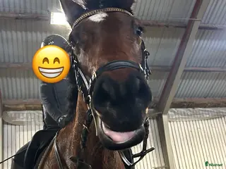 foderhäst ”Sommarhäst” sökes - Annons 1