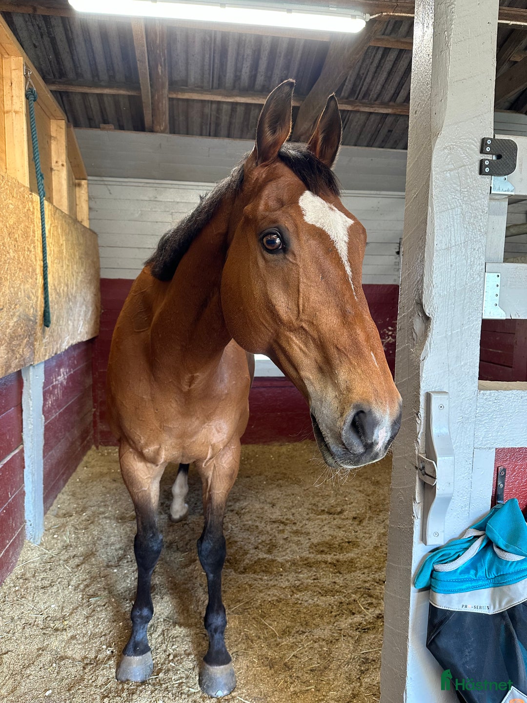 Allround hästar till salu: Drömhästen i Mjölby - Annons 3