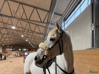 Hoppning hästar till salu: Förtroende givande hopphäst i Åtvidaberg - Annons 2