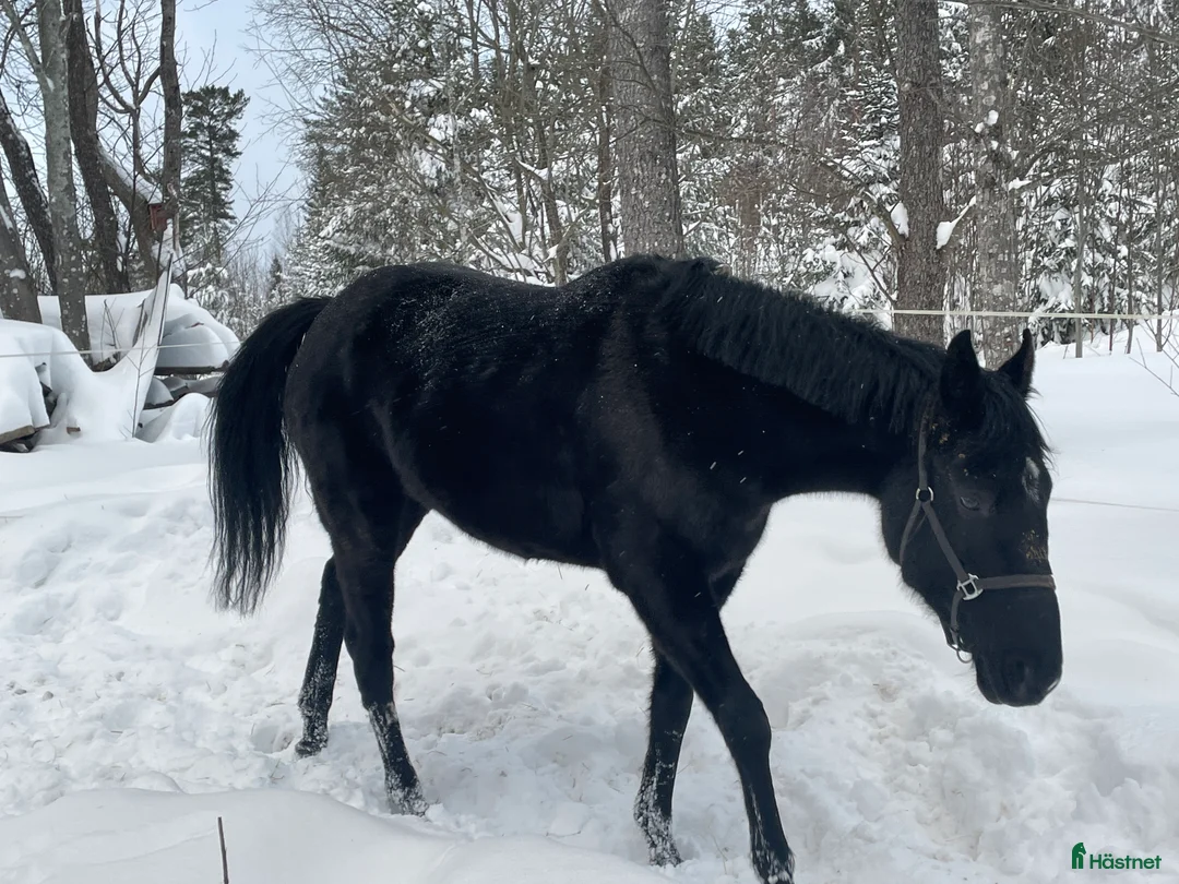 Allround hästar till salu: Vackert sto *TINGAD* - Annons 6