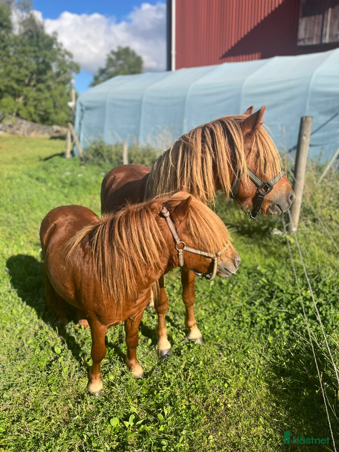 Övrigt hästar till salu: Minishetlandhingst  - Annons 15