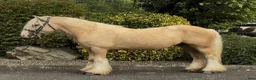 Allround hästar till salu: Stunning Irish Cob - Annons 7