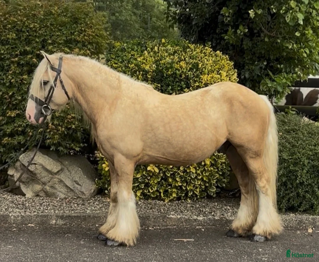Allround hästar till salu: Stunning Irish Cob - Annons 7