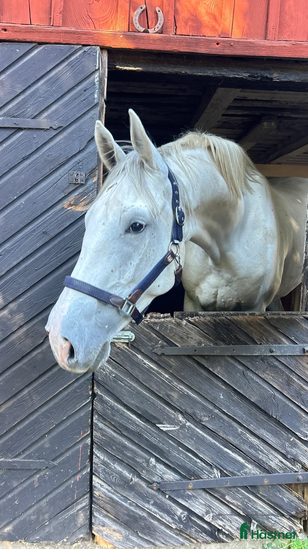 Allround hästar till salu: Finaste valacken i Berga - Annons 5