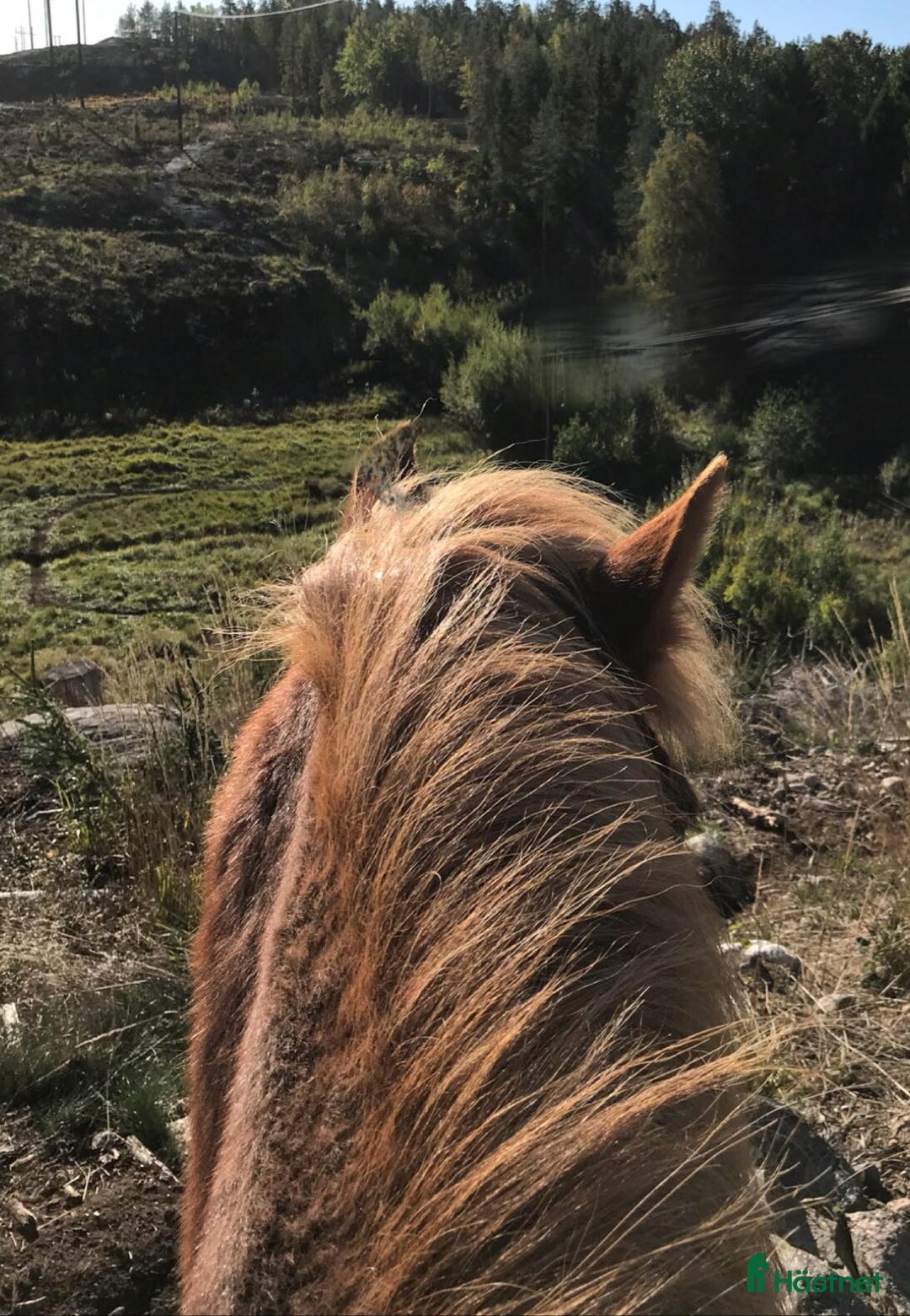  foderhäst finnes: Ung-hingst Island lämnas på foder i Stockholm - Annons 1