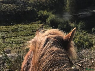foderhäst Ung-hingst Island lämnas på foder i Stockholm - Annons 18