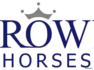 hästjobb Crown Horses söker hästskötare till våren 2026! i Vellinge - Annons 16