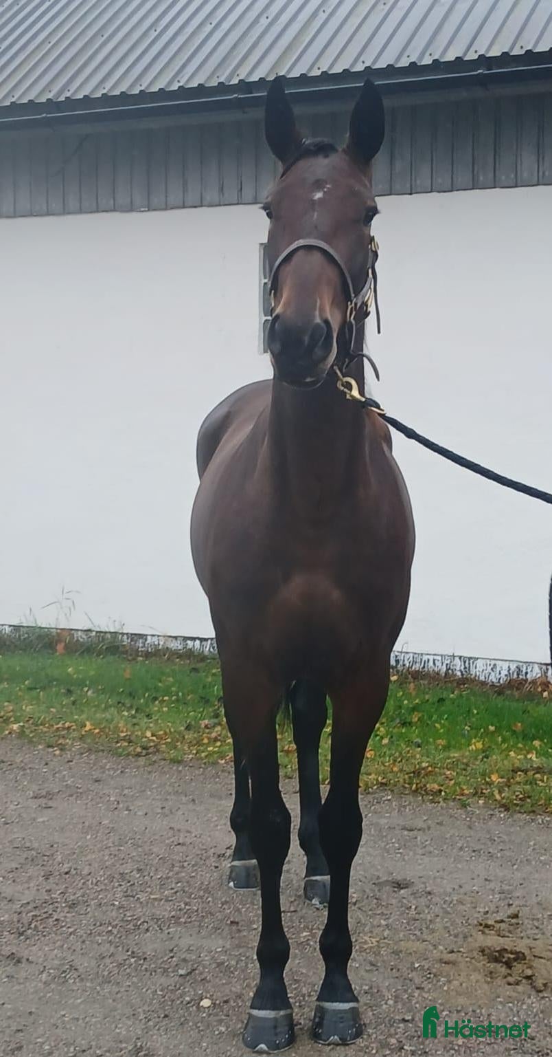  hästar Till salu – 2-årig sto - Annons 1