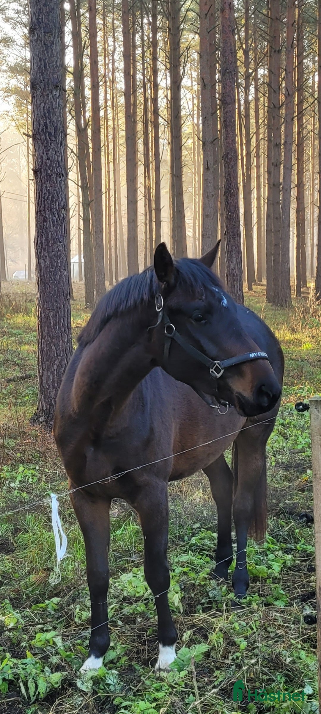 Allround hästar till salu: Vackert sto i Hemse - Annons 3