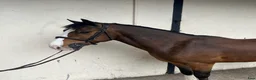 Hoppning hästar till salu: Attyrory Horses - Annons 13