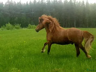 stallplats Bete med tillsyn - Annons 14