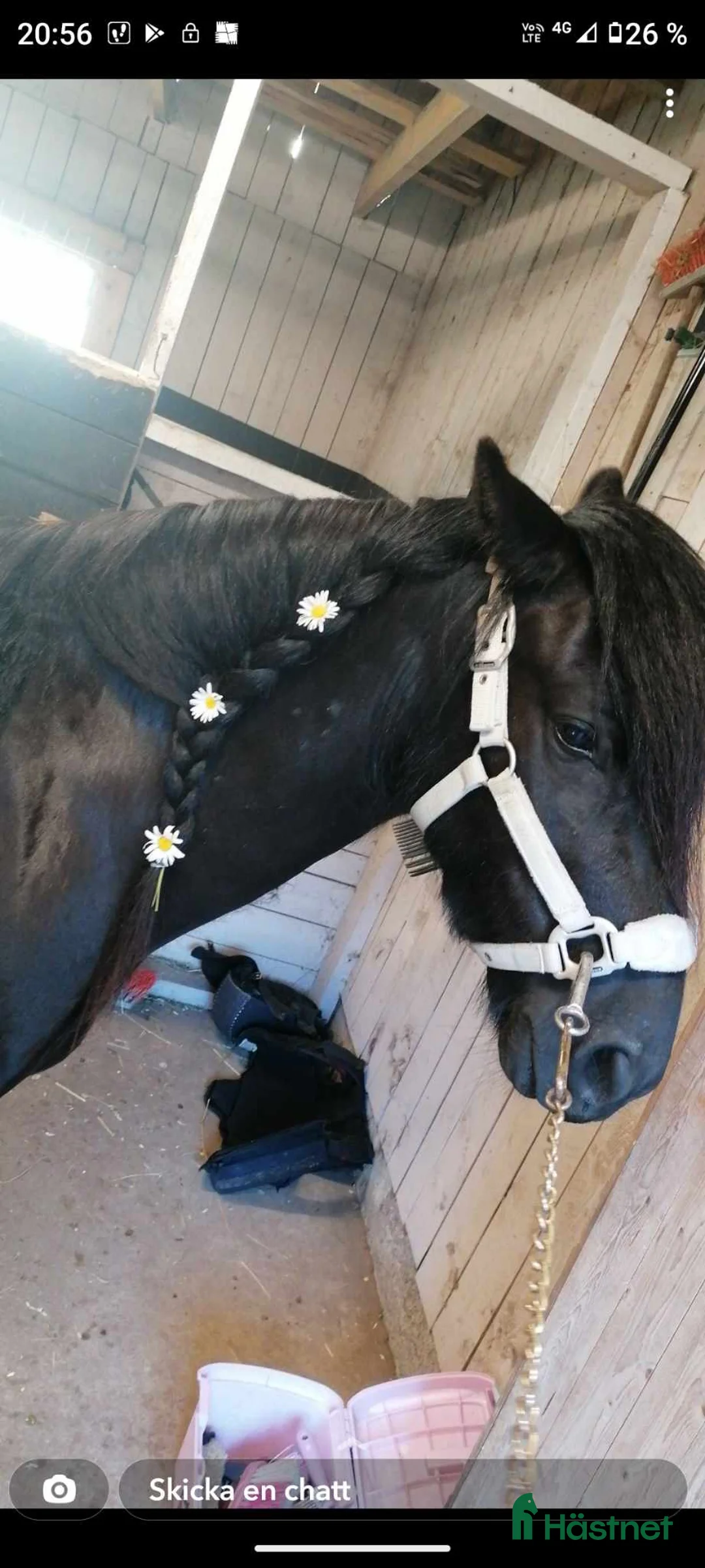 Allround hästar till salu: Världens finaste wonderful magic fellponny  i Ljung - Annons 10