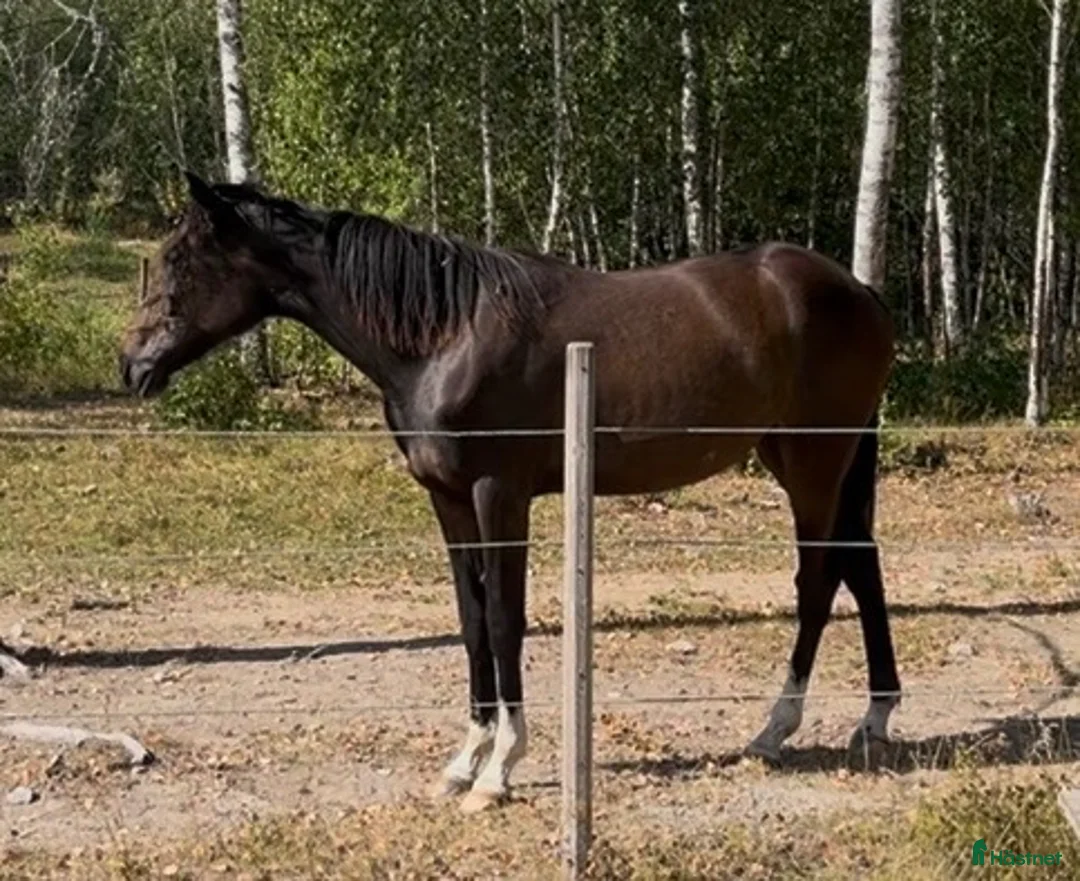 Trav hästar till salu: Fin högrest sto åring för trav säjes/bytes - Annons 1