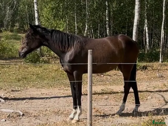 hästar till salu: Fin högrest sto åring för trav säjes/bytes - Annons 1
