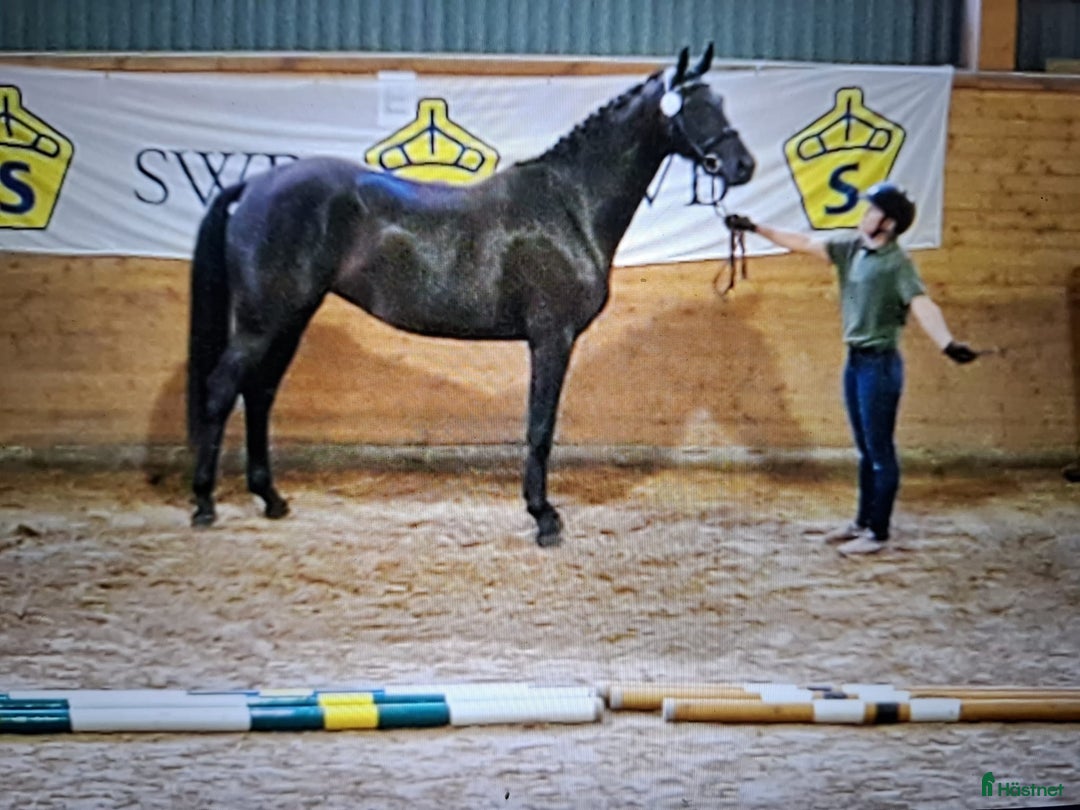 Dressyr hästar till salu: GP ämne i dressyr.. Diplomsto i Läckeby - Annons 2