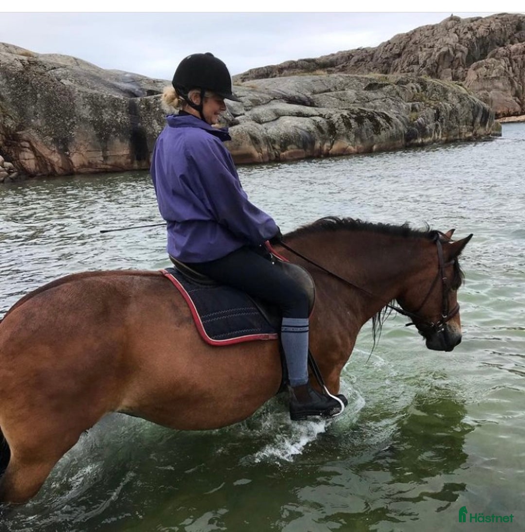 Allround hästar till salu: Diplom Sto i Hamburgsund - Annons 3