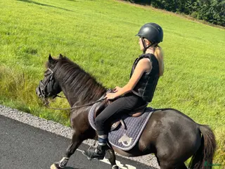 hästar Snäll B-ponny - Annons 4