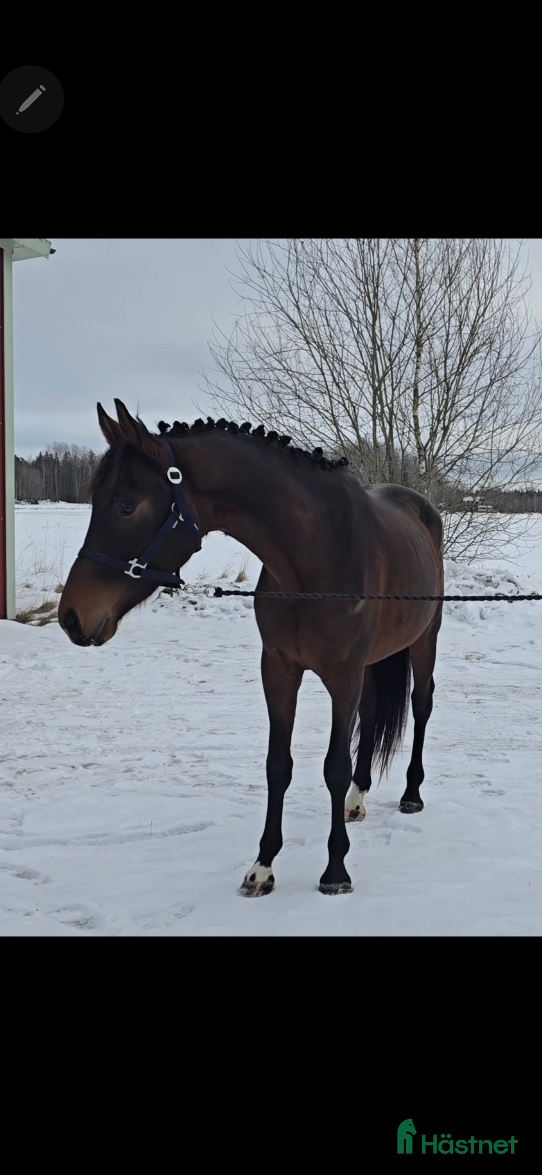  hästar Utrycktsfullt sto med toppstam - Annons 8
