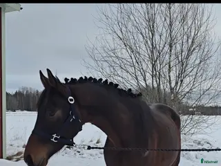 hästar Utrycktsfullt sto med toppstam - Annons 8