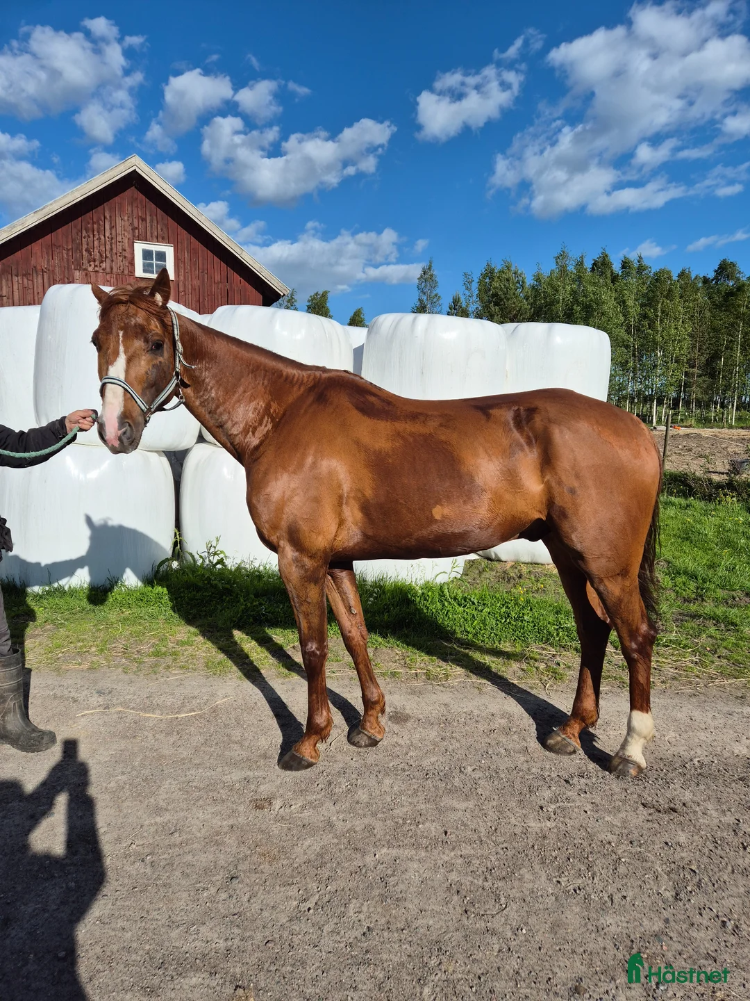 Trav hästar till salu: Ridhäst eller trav - Annons 2