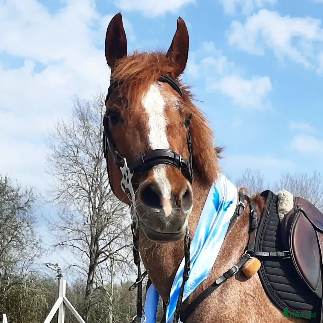  hästar Tävlingsponny - Annons 8