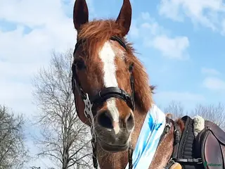 hästar Tävlingsponny - Annons 8