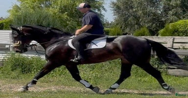  hästar Dressage + driving partner for everybody i Örsundsbro - Annons 16