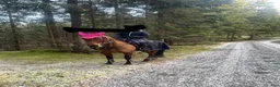 Allround hästar till salu: Fullblod och halvblod. Varförsig eller tillsammans - Annons 4