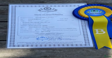  hästar i Munka-ljungby - Annons 7