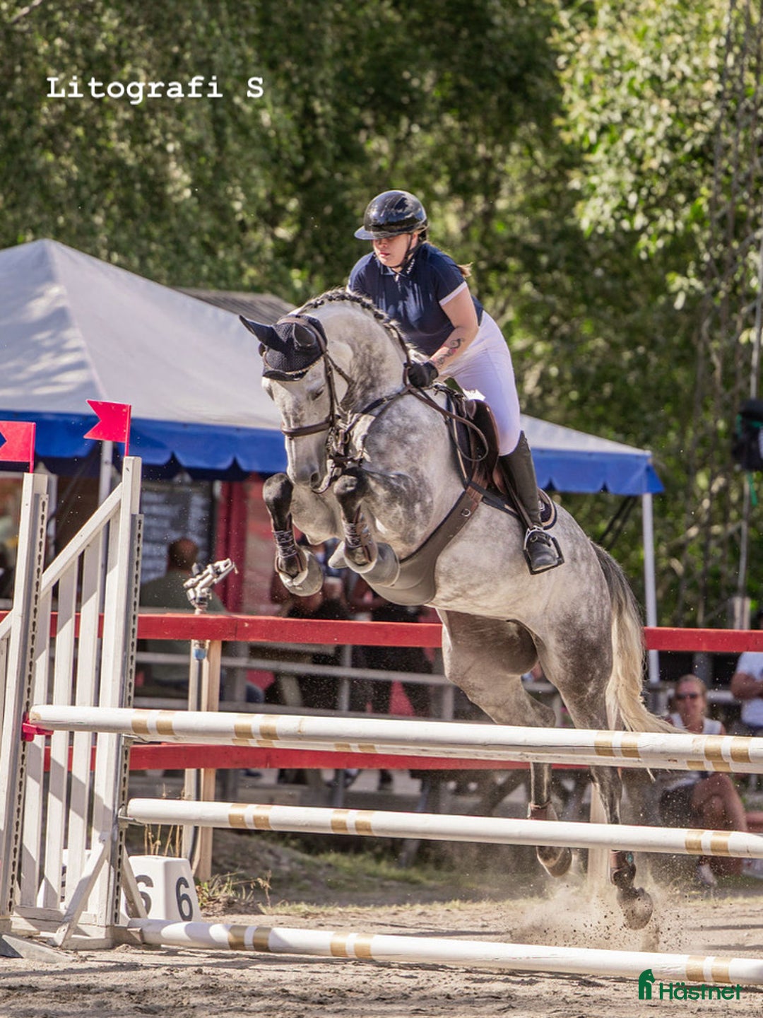 Hoppning hästar till salu: Sto -18 e. Kannatol inkörd multitalang  i Skärplinge - Annons 1