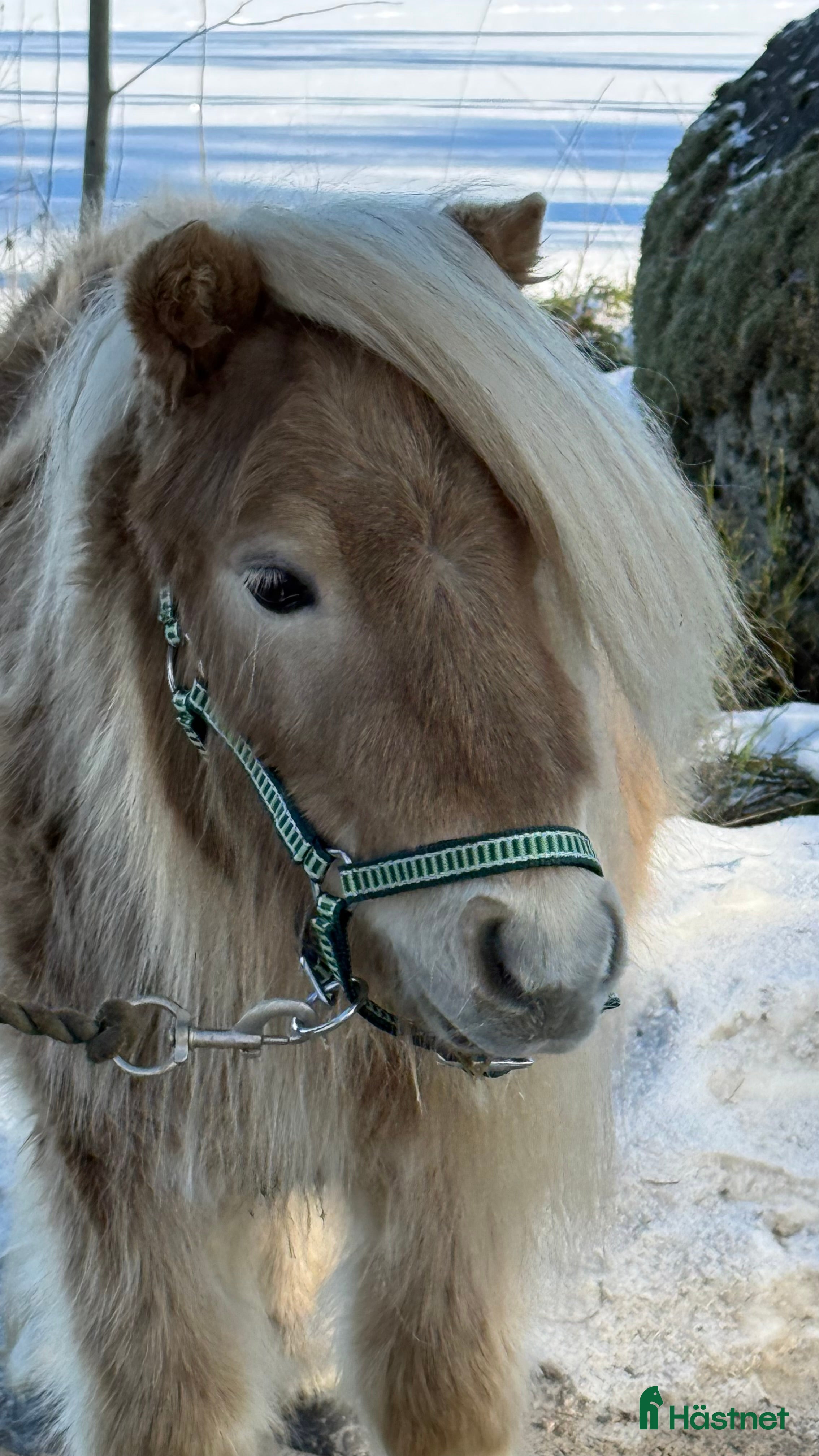 Allround hästar till salu: En minishettiskille, mushroom  - Annons 2