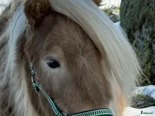 Allround hästar till salu: En minishettiskille, mushroom - Annons 2