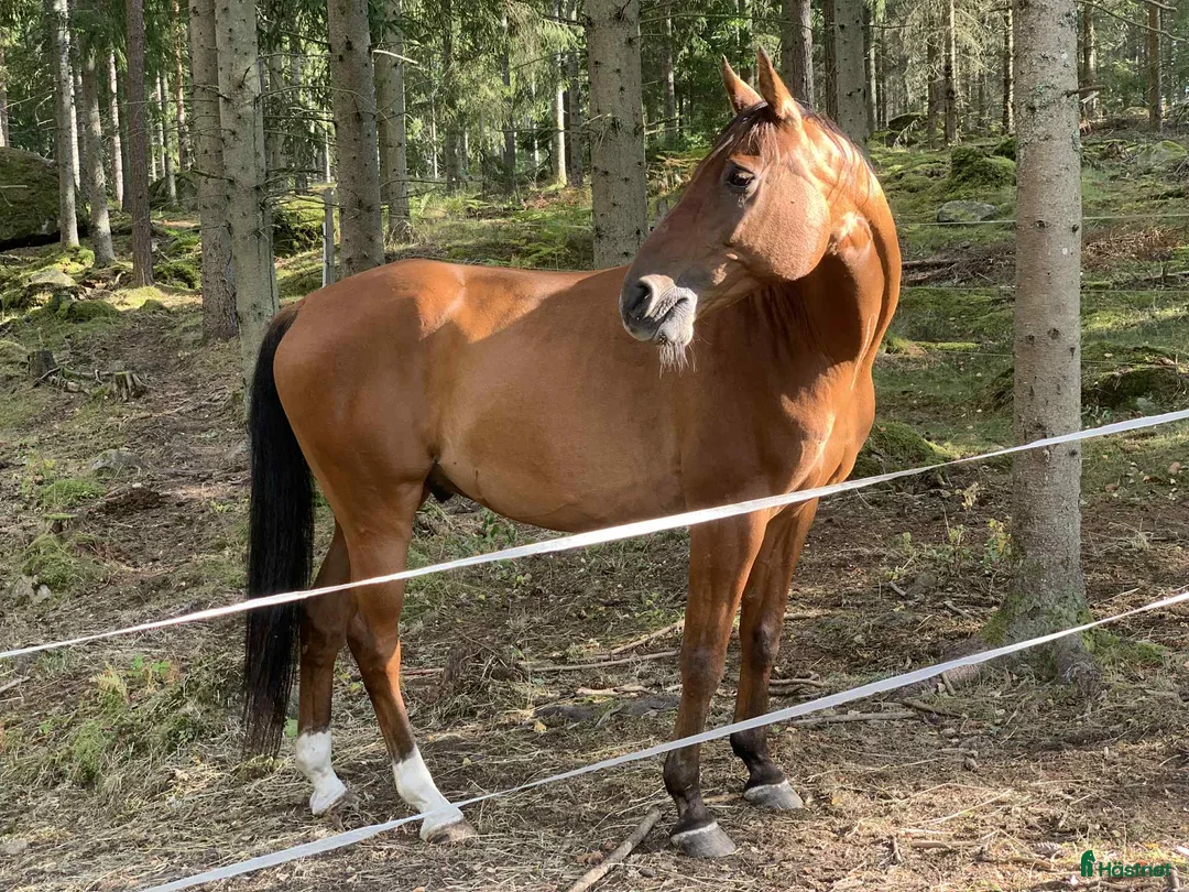 Allround hästar till salu: Nyfiken, snäll valack söker sin människa  i Kallinge - Annons 4