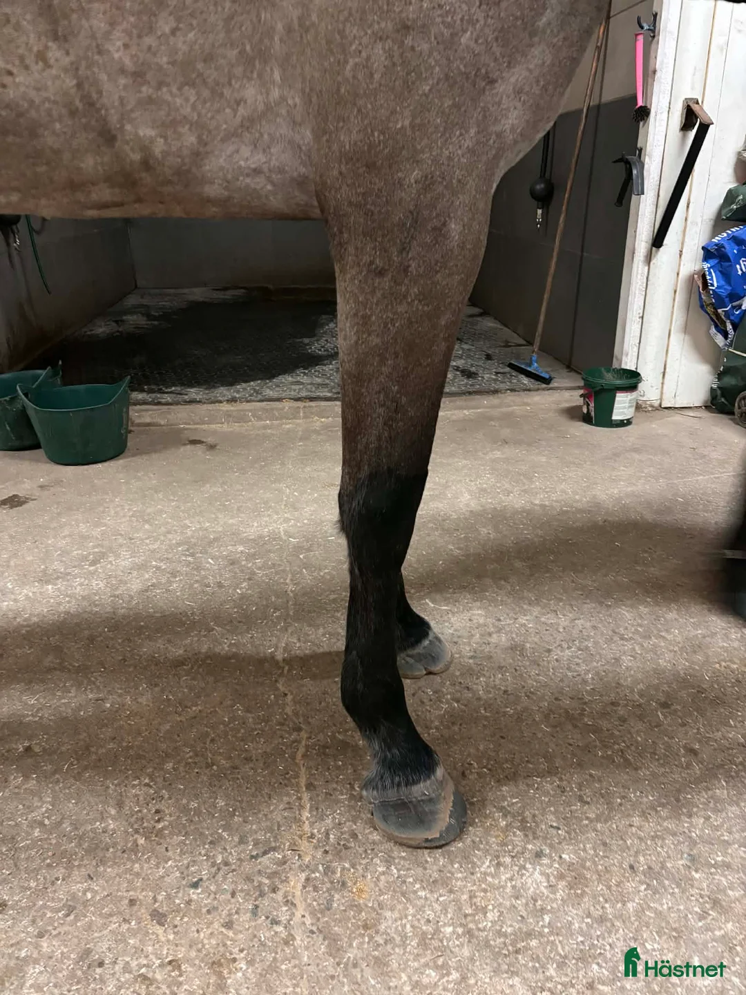 Hoppning hästar till salu: Lyxig hobbyhäst  i Karlstad - Annons 5