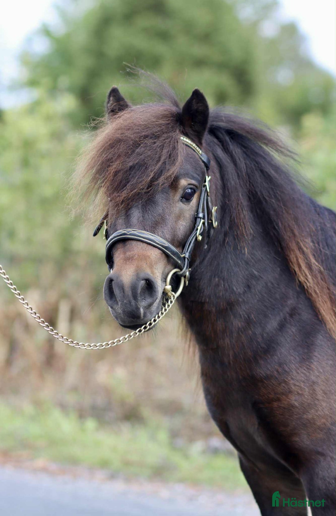 Allround hästar till salu: Mycket snäll och fin valack! i Jönåker - Annons 6