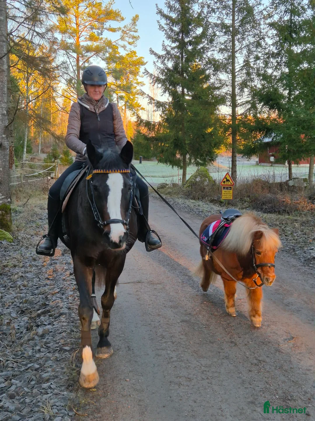 Sällskap hästar sökes: Söker en ny liten vän - Annons 2