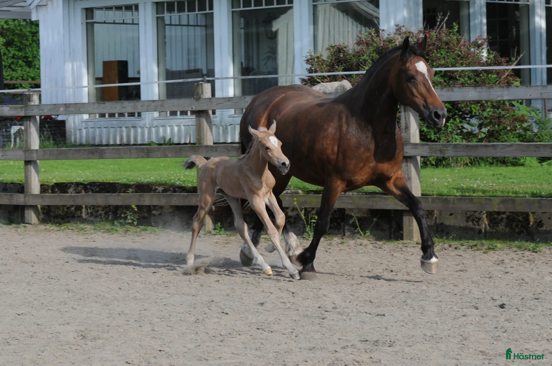 Avelshästar hästar till salu: Welsh Cob diplom sto - Annons 4