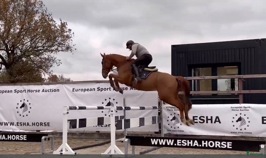 Allround hästar till salu: Trevligt vinterprojekt!  i Västerås - Annons 1