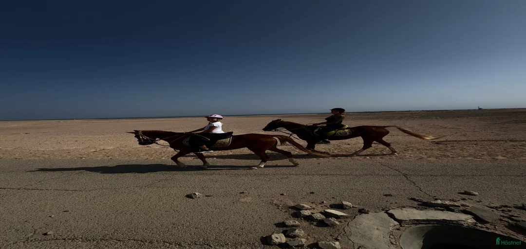 Galleribild {{count}}