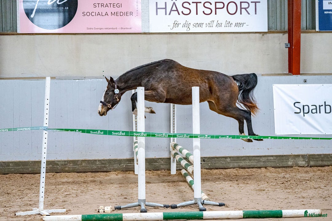 Hoppning hästar till salu: Spirited Away i Blentarp - Annons 2