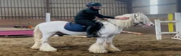 Allround hästar till salu: Irish riding ponies  - Annons 17