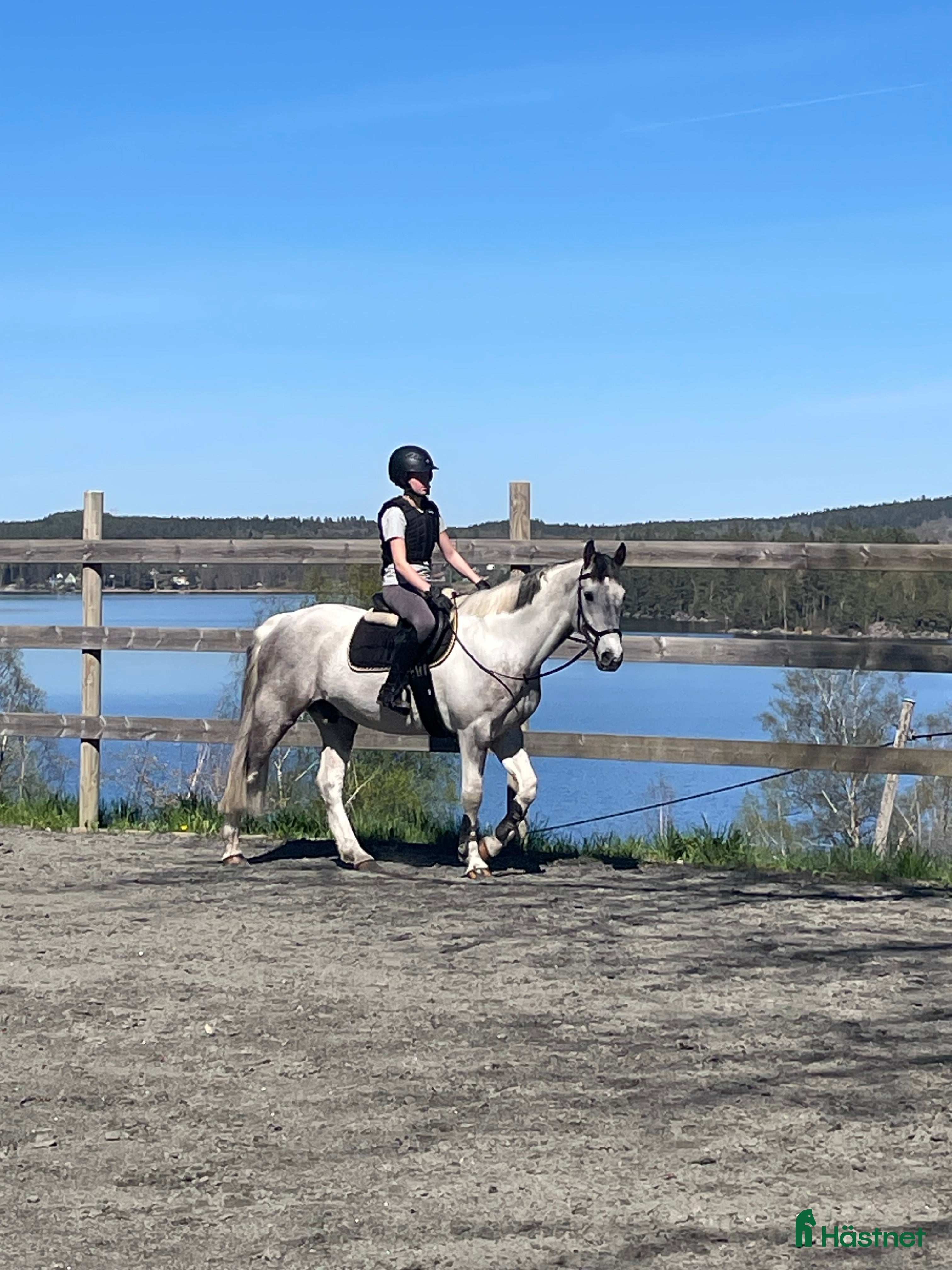  hästar Maxad D-ponny - Annons 4